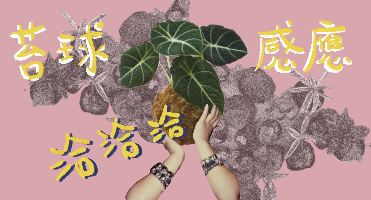 苔球感應恰恰恰｜Kokedama Workshop Key Version