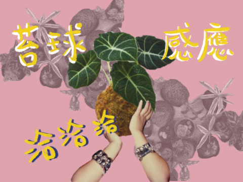 苔球感應恰恰恰｜Kokedama Workshop